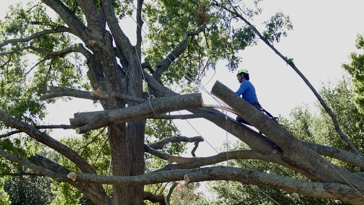 Professional Crown Thinning performed by certified arborists in Hestand